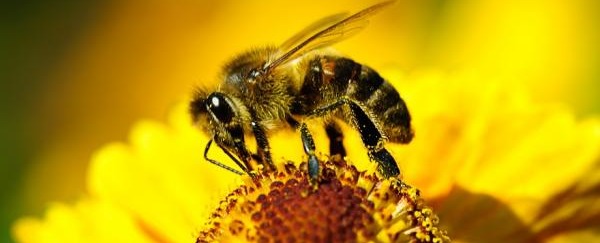 Про заходи профілактики отруєння бджіл
