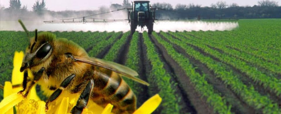 Попередження масового отруєння бджіл | Новини | Баштанська міська  територіальна громада